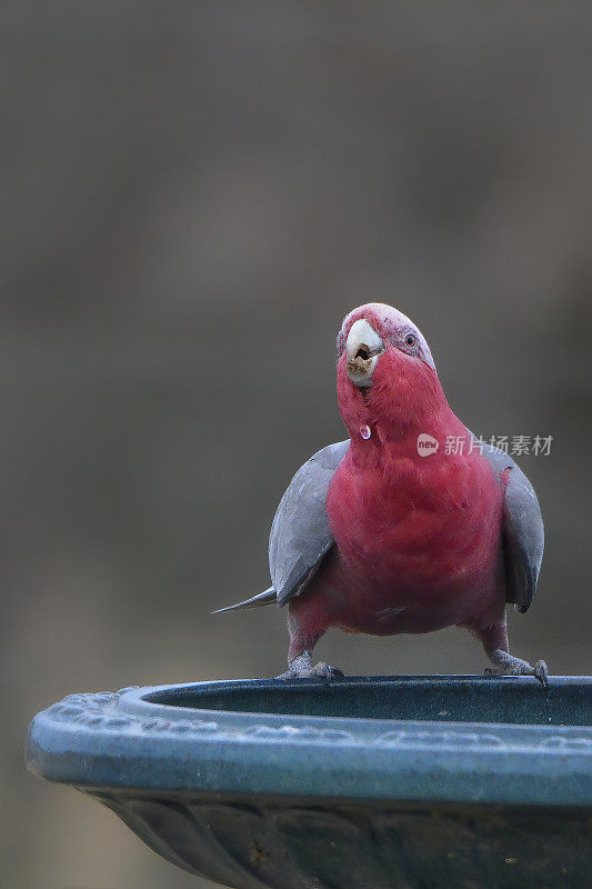 飞行杆(Eolophus roseicapilla)